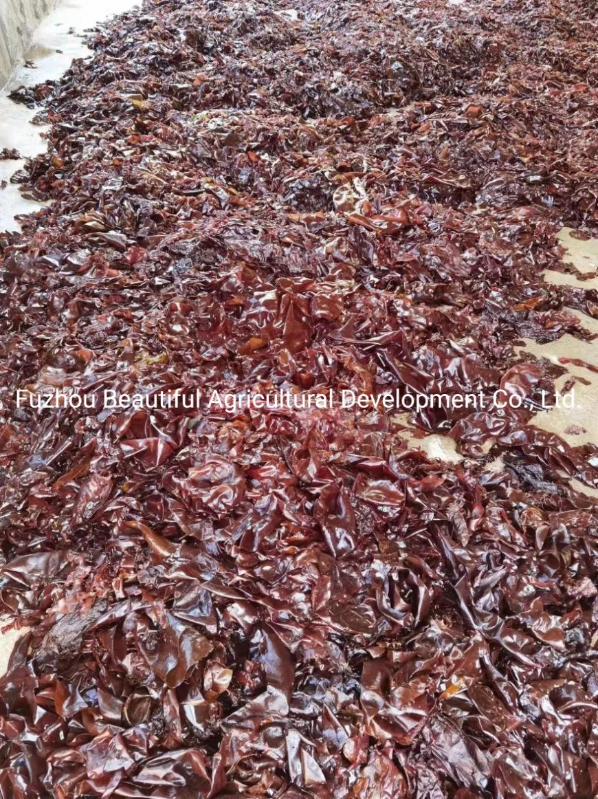 Dried Red Seaweed Palmaria Palmata/Dulse in Flakes