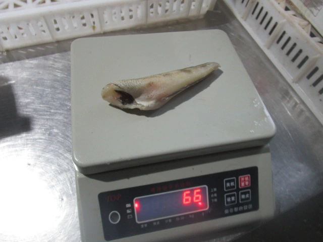 Longtail Southern Cod Fish, Icefish, Headless Gutted, Hgt