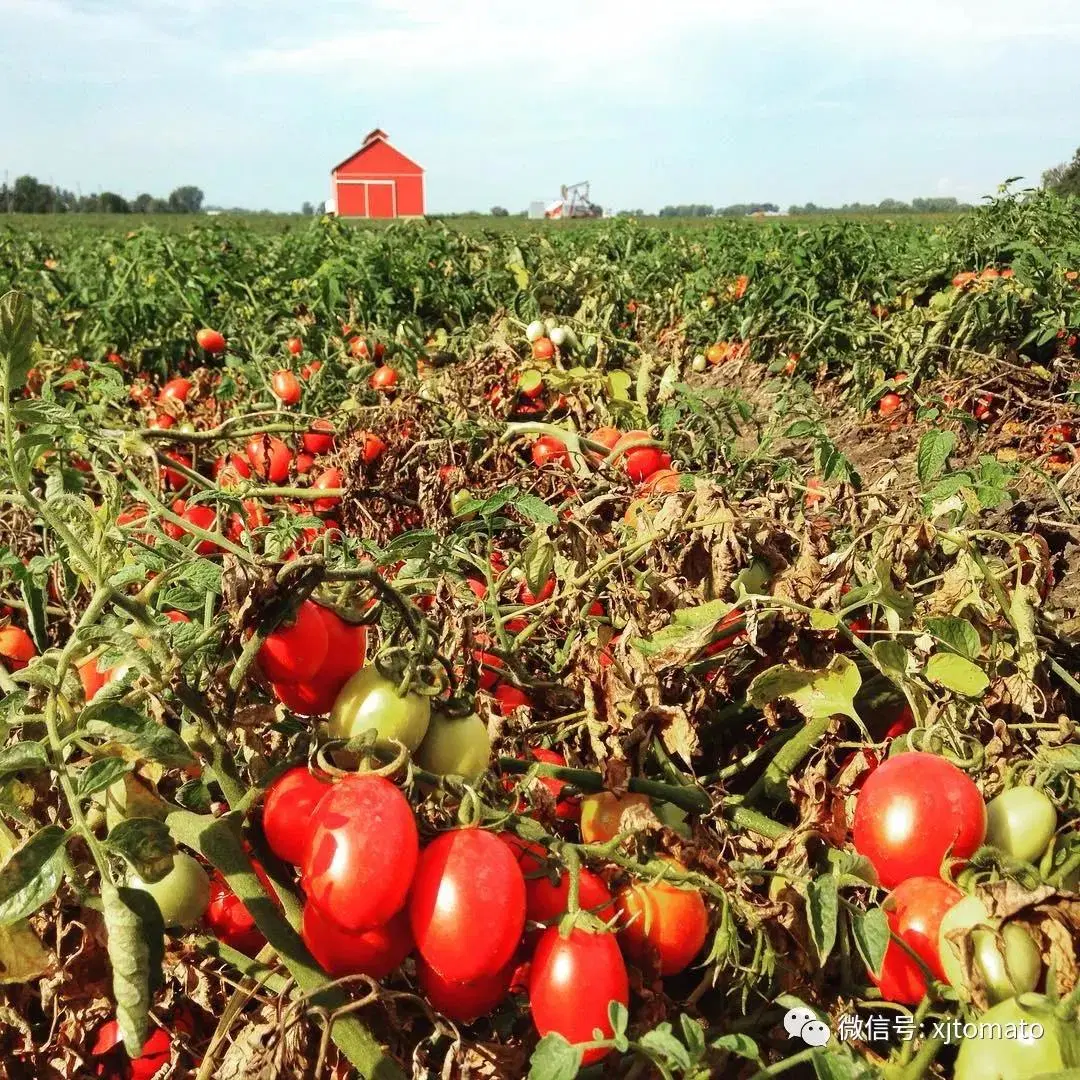 Certificado Halal preço de Originales de fábrica origem Colagem de tomate para pausas frias 28-30% Brix