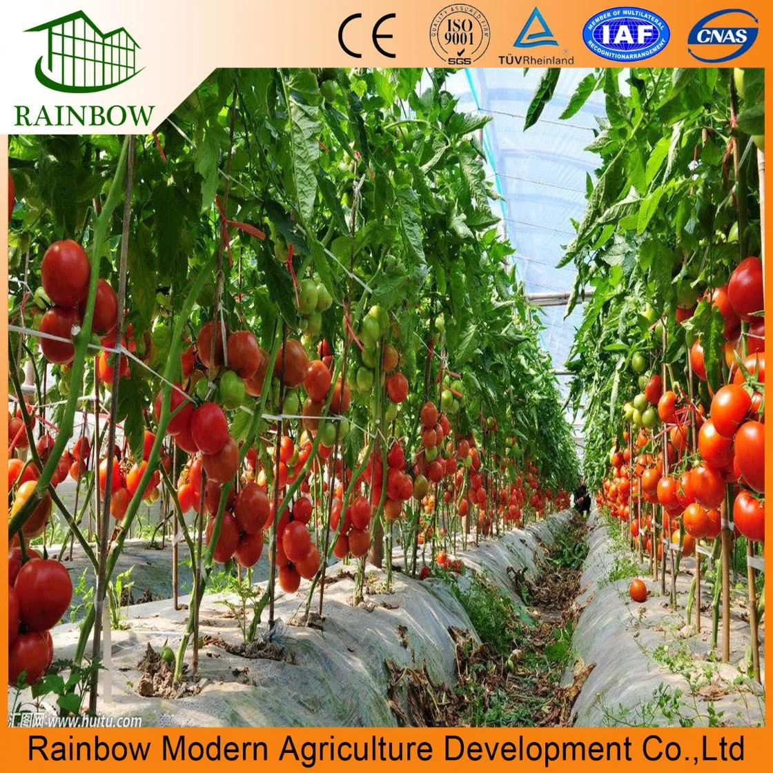 Tomato Economical Multi-Span Po Film Agriculture Greenhouse