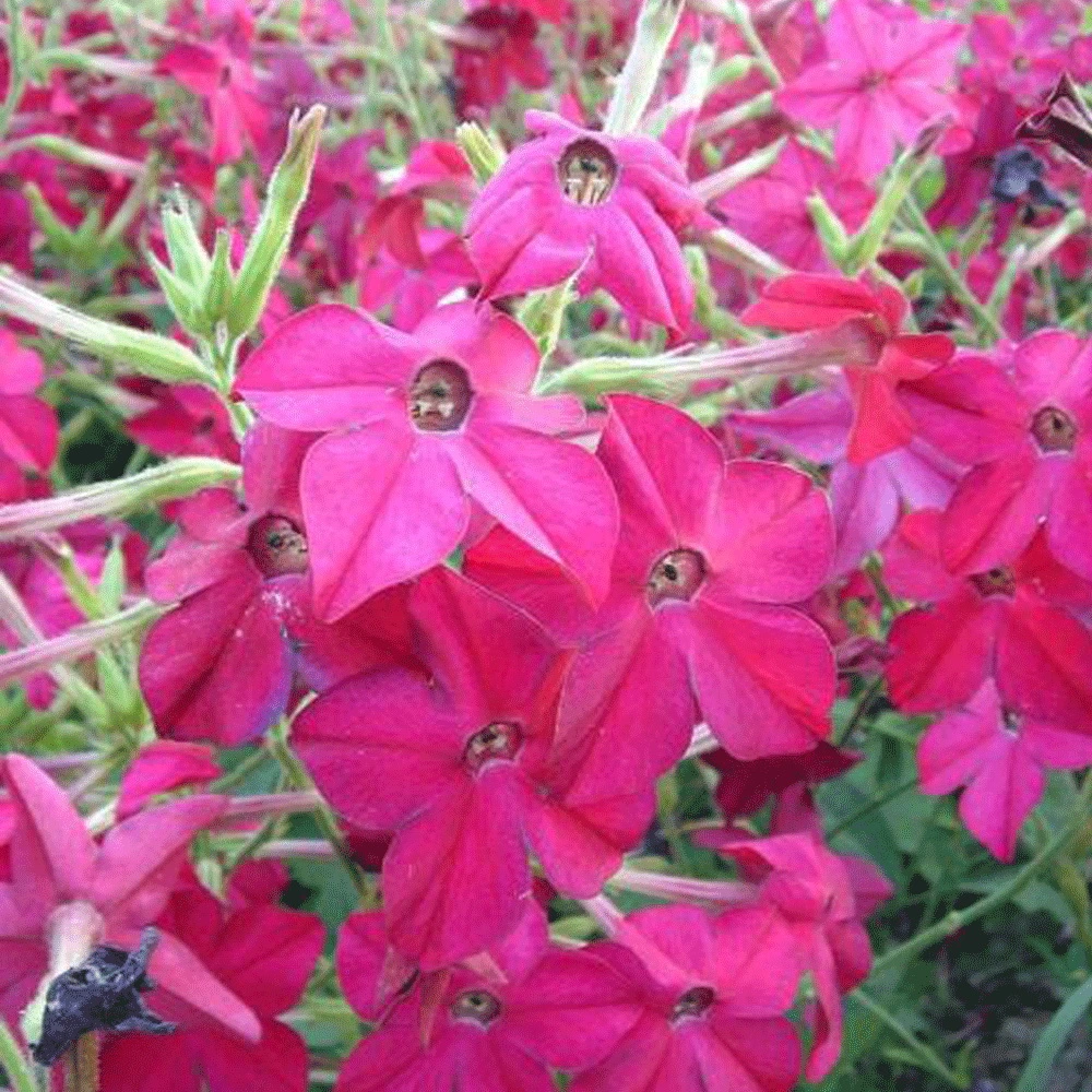 Nicotiana Alata Seeds/Nicotiana Sanderae Seeds for Growing