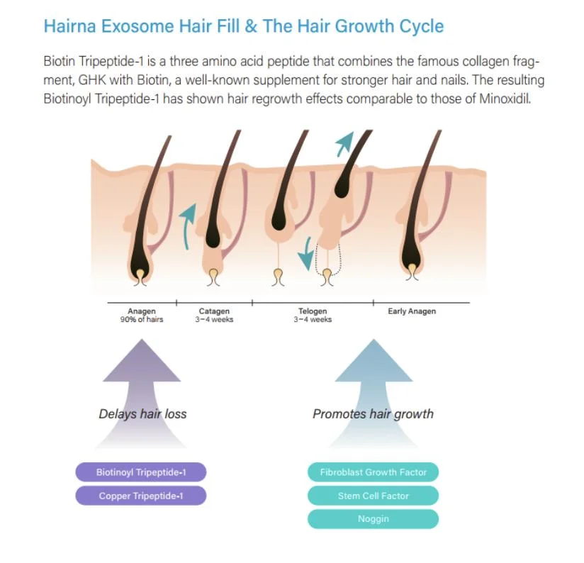 Hairna Exosome Hair Filler Anti Hair Loss Care Treatment Aape Efficient Regrowth Factors for Hair-Loss Prevention Hair-Repairing and Skin Anti-Wrinkle
