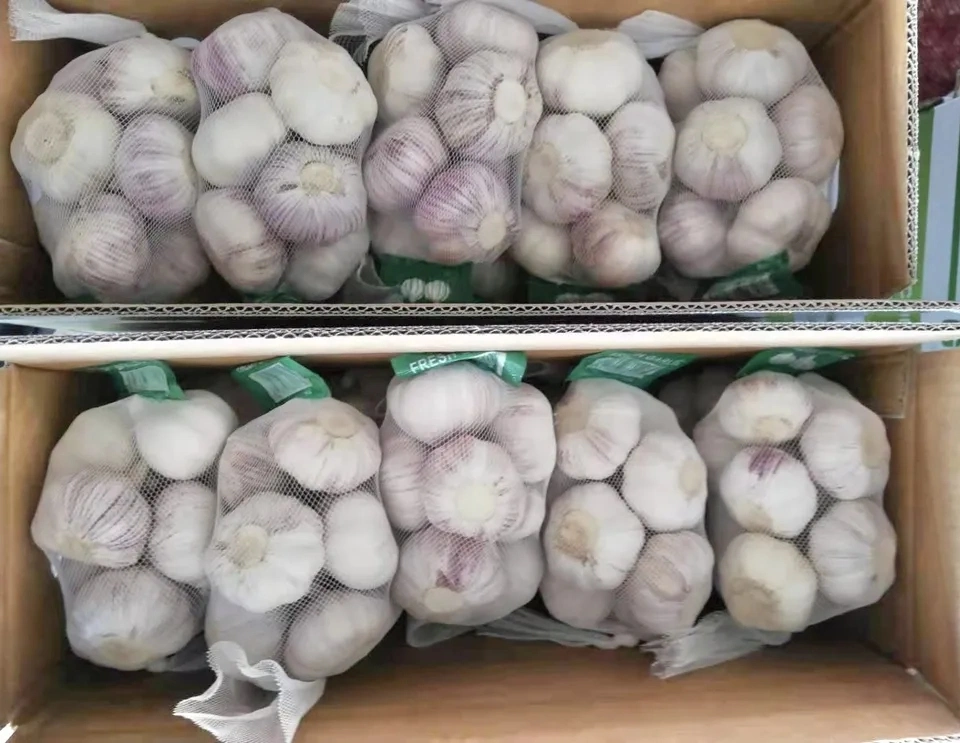 China New Crop Fresh Single Garlic