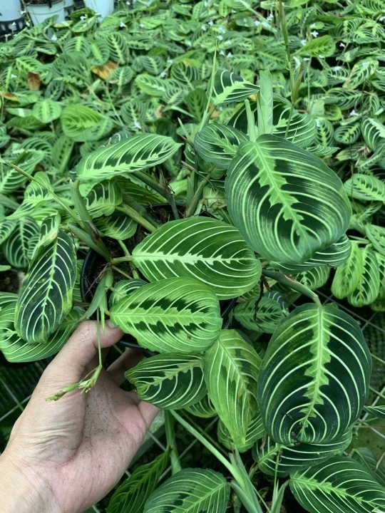 Real Plants Maranta White