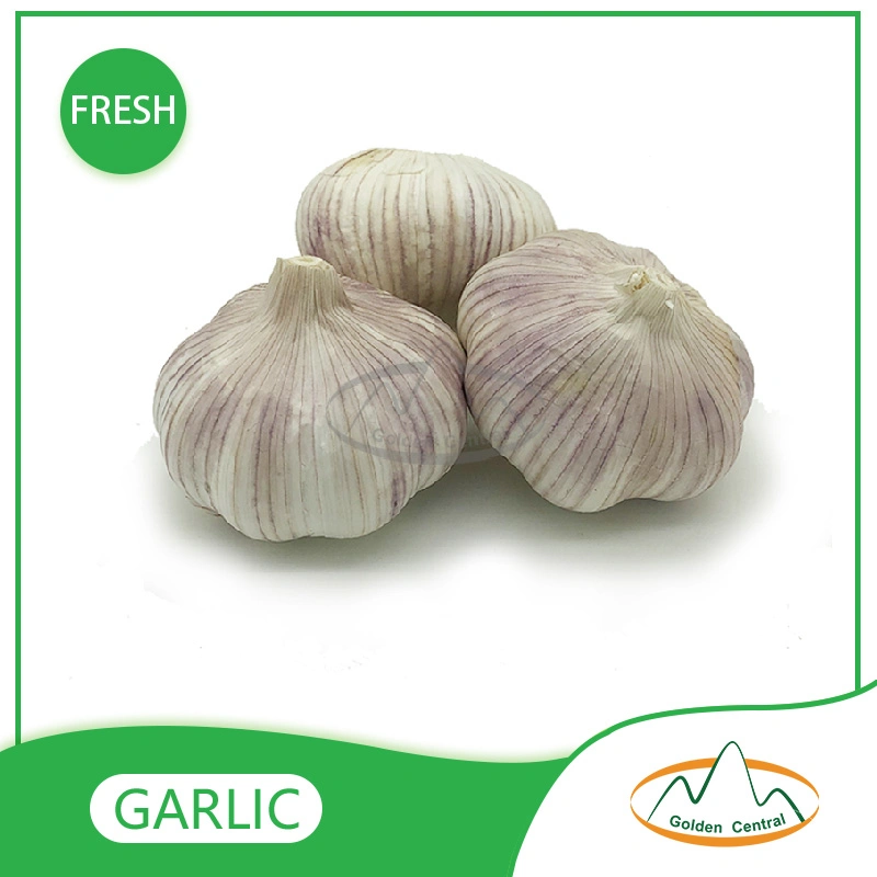 China Best Wholesale/Supplier Fresh Garlic Price with High quality/High cost performance  for Export