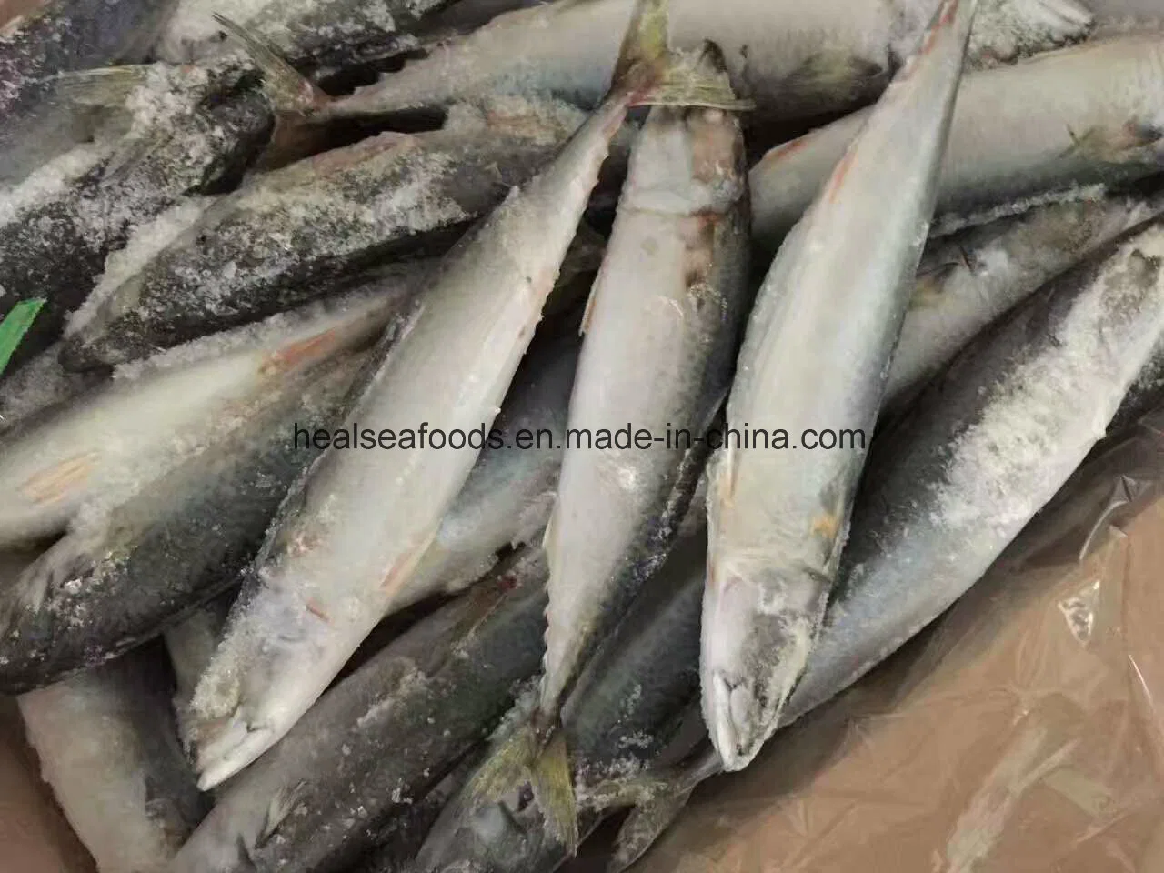 Mackerel Frozen on Land Pacific Mackerel