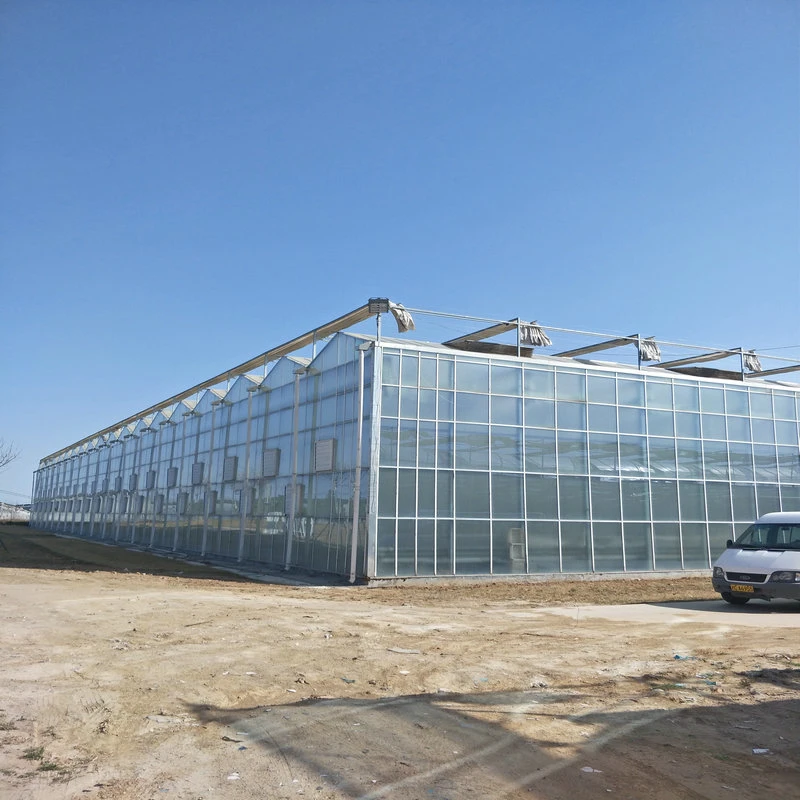 Das landwirtschaftliche Wasserkultur Polycarbonat-Blatt-Gewächshaus wachsen Systeme