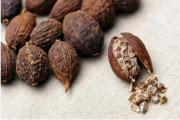 Amomum Tsao-Ko (Frucht) Pflanzenextrakt vorbereitet traditionelle chinesische Kräutermedizin Aromatische Befeuchtung