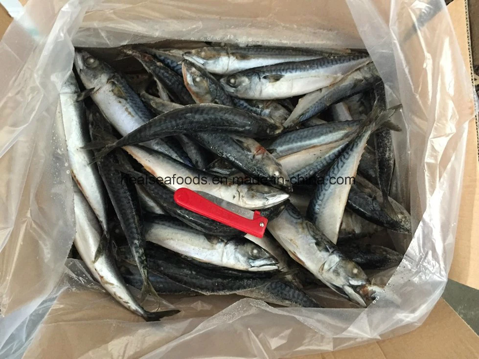 Good Quality Small Size Mackerel (100-120)