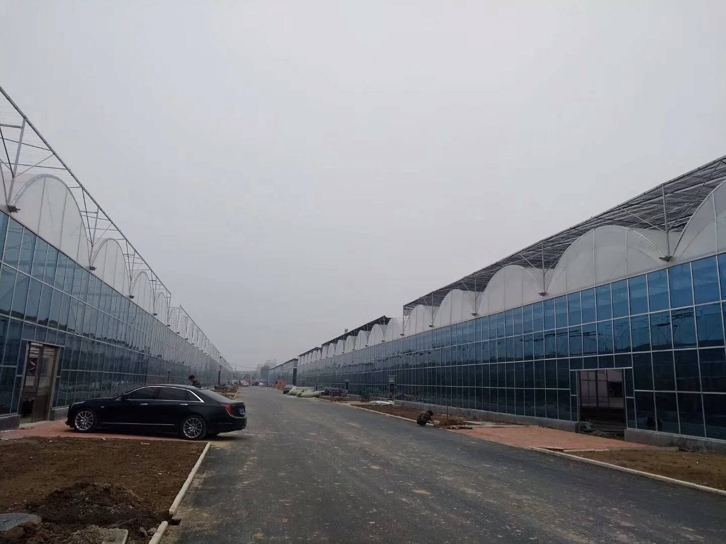Galvanized Steel Frame Single Span PE Film Greenhouse for Agriculture Low Cost Tunnel Greenhouse