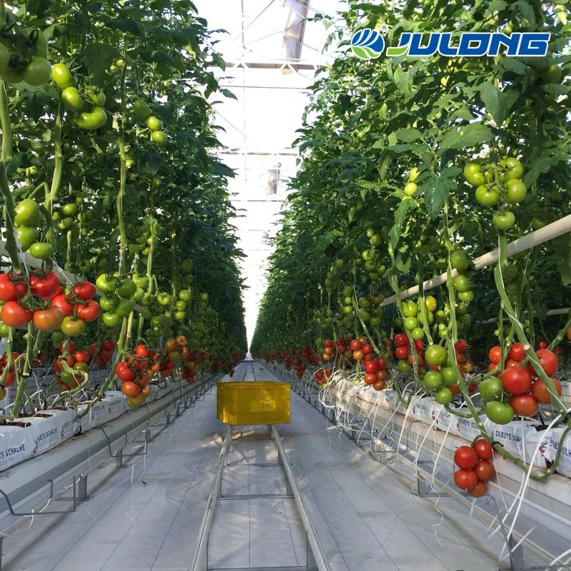 Customized Eco-Friendly Multispan Galvanized Steel Frame Polycarbonate Greenhouse