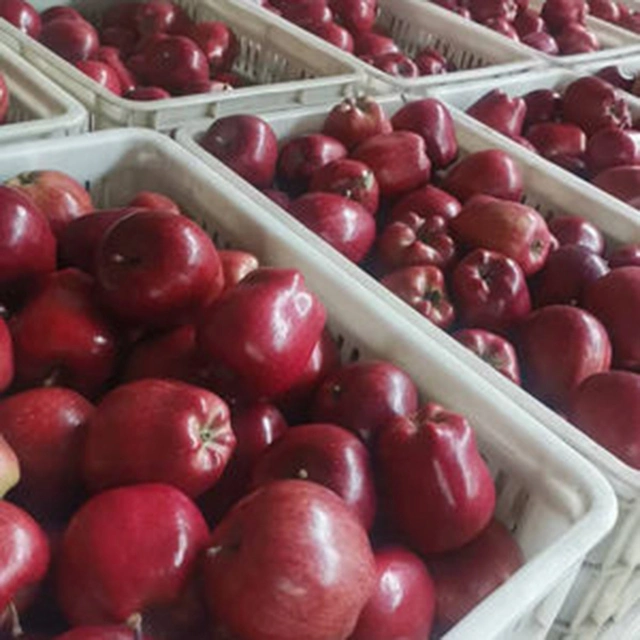 Preço reduzido Venda a quente Atacado Royal Gala Apple