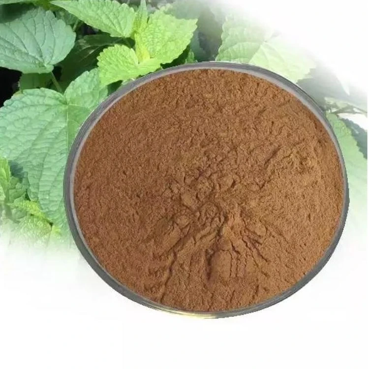 سعر رخيص Patchouli استخراج Agastache Rugosus Leaf Patchouli استخراج