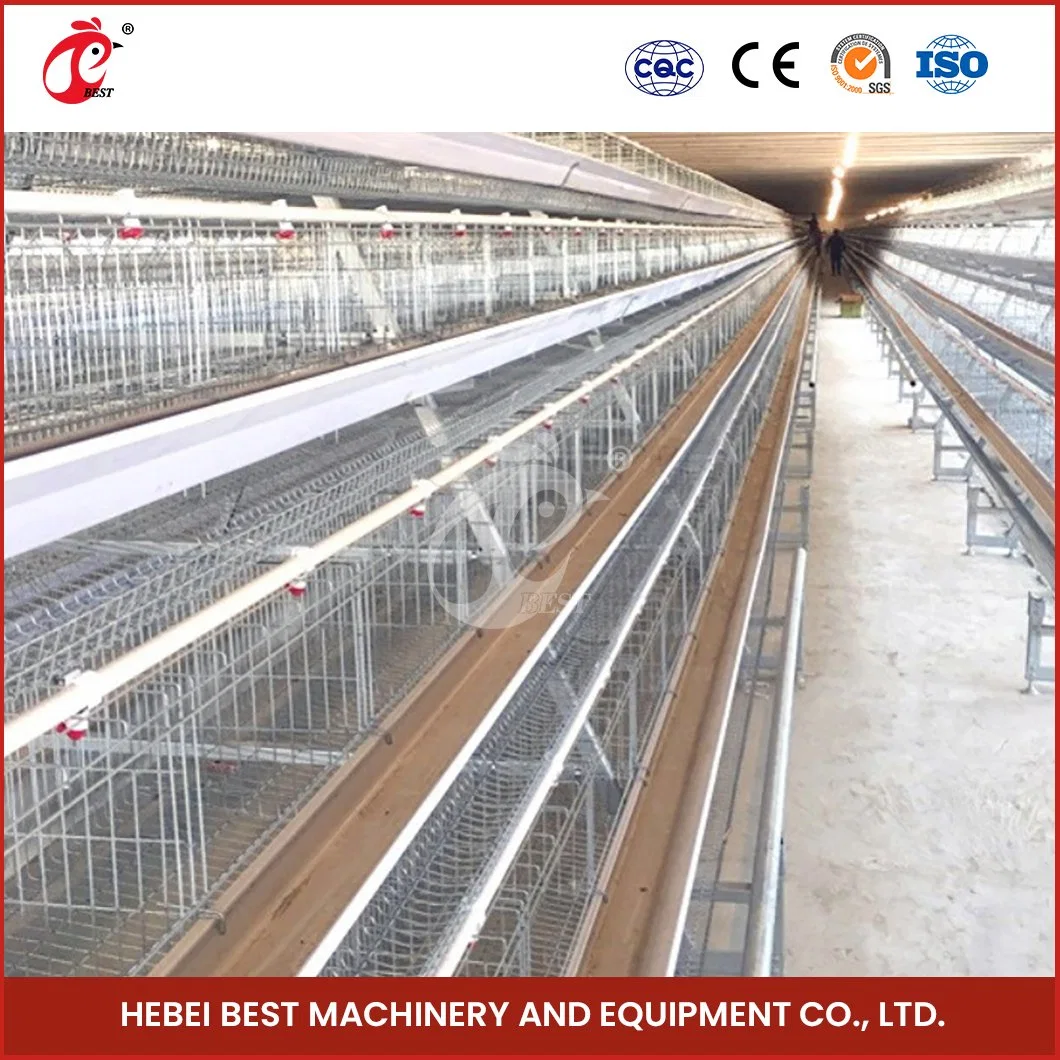 Bestchickencage uma Cage de tipo China Hen Cage Manufacturing Amostra gratuita de equipamento de gaiola de aves para configuração automática do sistema de gaiola de bateria