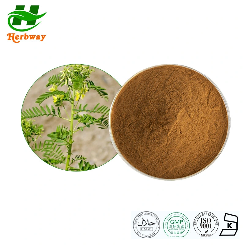 Herbway Plant Extract Kosher Halal Fssc HACCP Certified Free Sample Polysaccharides 70% Astragalus Root Extract