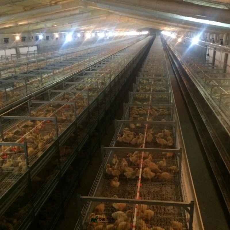 Equipo de alimentación de aves de corral defecación automática jaula de alambre galvanizado de tres capas