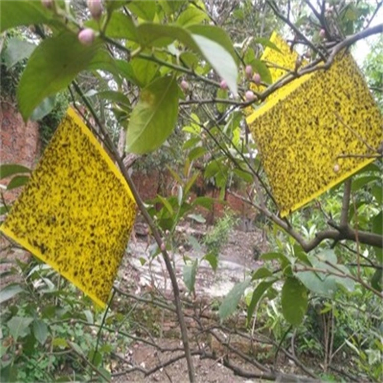 Strong Attract Sticky Card Pheromone Traps for Pests Control