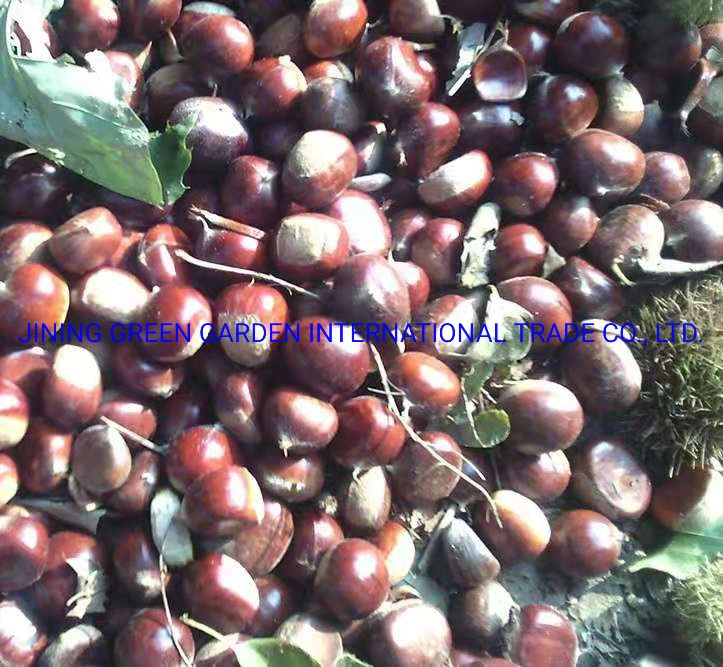 Shandong Manufacturer Wholesale/Supplier Chinese Chestnut Raw Sweet Fresh Chestnuts, a Plump, Fresh and Delicious Chestnut