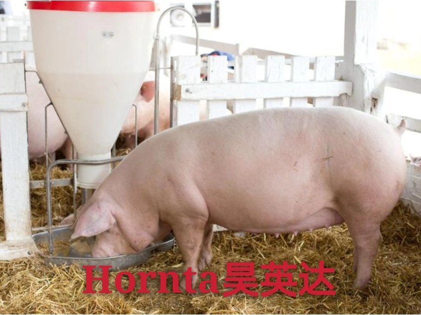 Trocken-Nass-Futtertrog Schwein Fütterungsausrüstung Verwenden