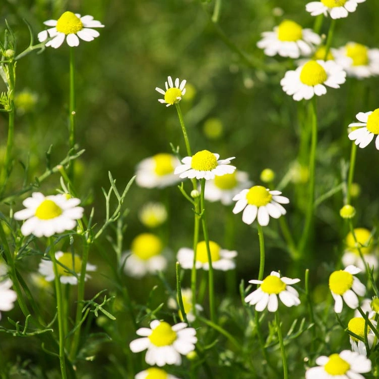 Ervas chinesas Chá de flores 100% Natural Chá seco Chamomile