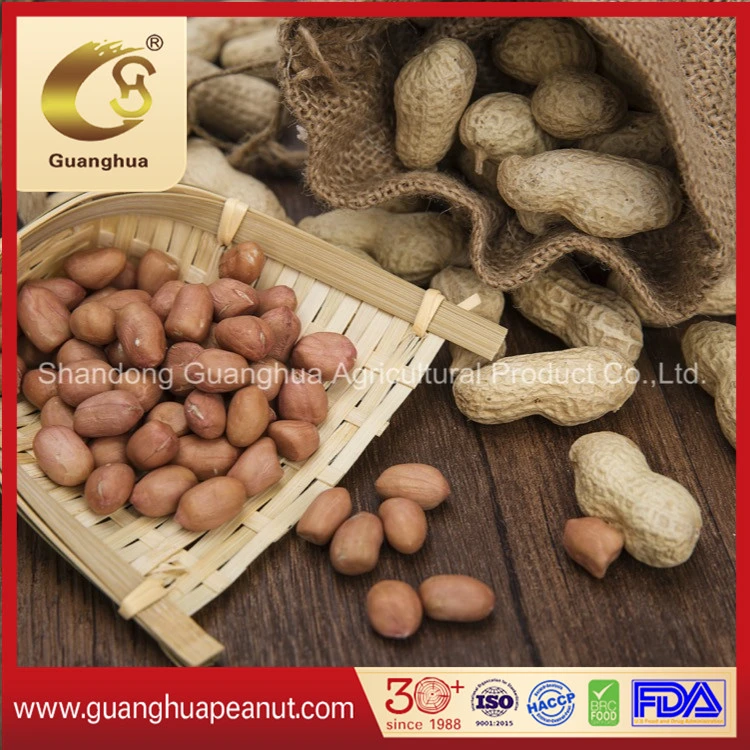 New Crop Roasted and Salted Peanut in Shell Healthy Delicous Luhua Haihua