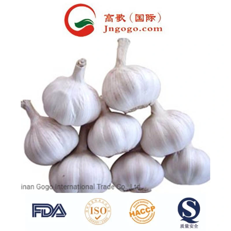 New Crop Fresh Good Quality Export White Garlic