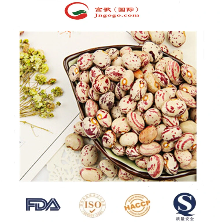 High quality/High cost performance Xinjiang Round Shape Lskb Beans