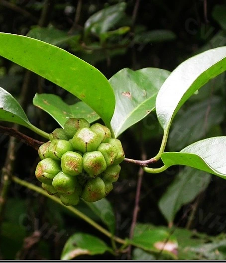 Hochwertige Frucht Seeding Kadsura Coccinea