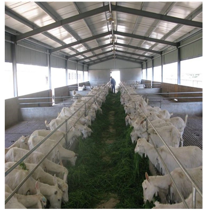 Africa Prefabricated Light Hot Sale Full-Set Automatic Feeding System Farm Chicken House