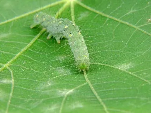 Insecticide Ruigreal de haute qualité Abamecitn 7.2, 5, 3.6, 1.8 % EC