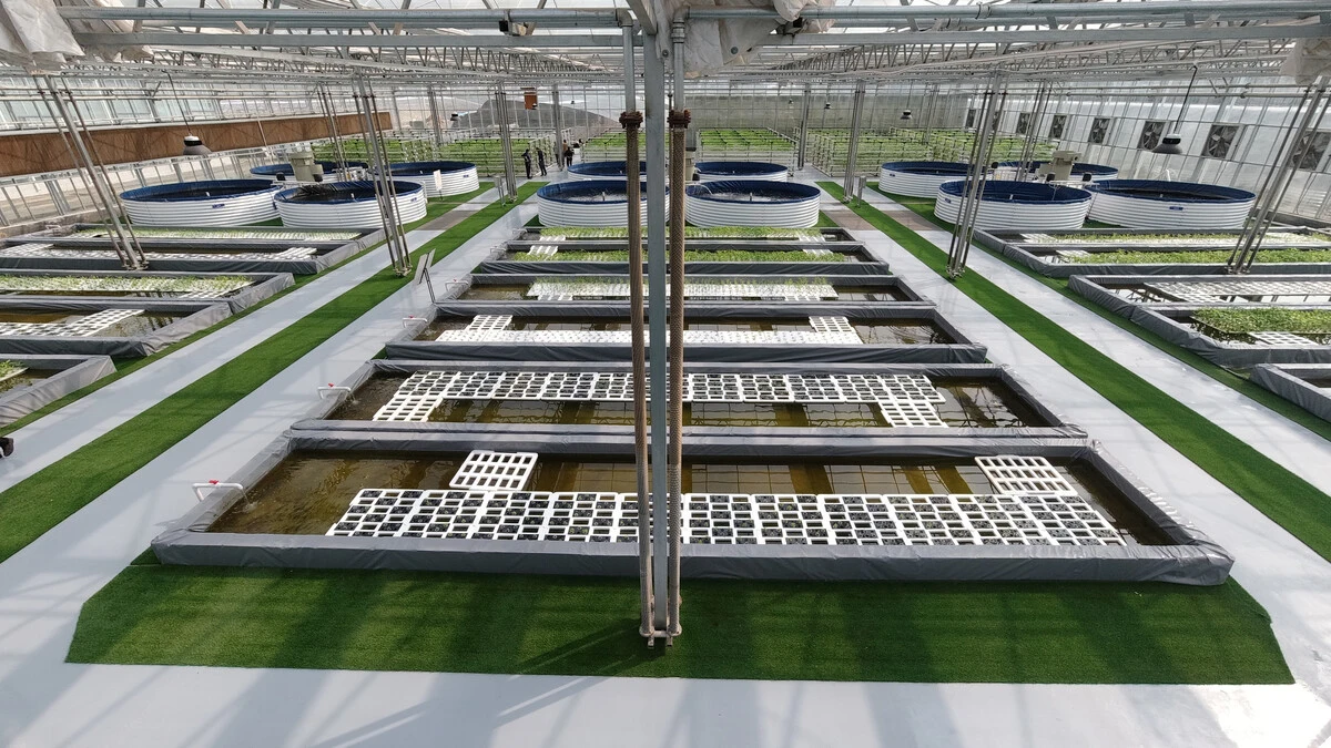 Multi-Span Film Greenhouse for Sale - Hydroponic Farming Solution