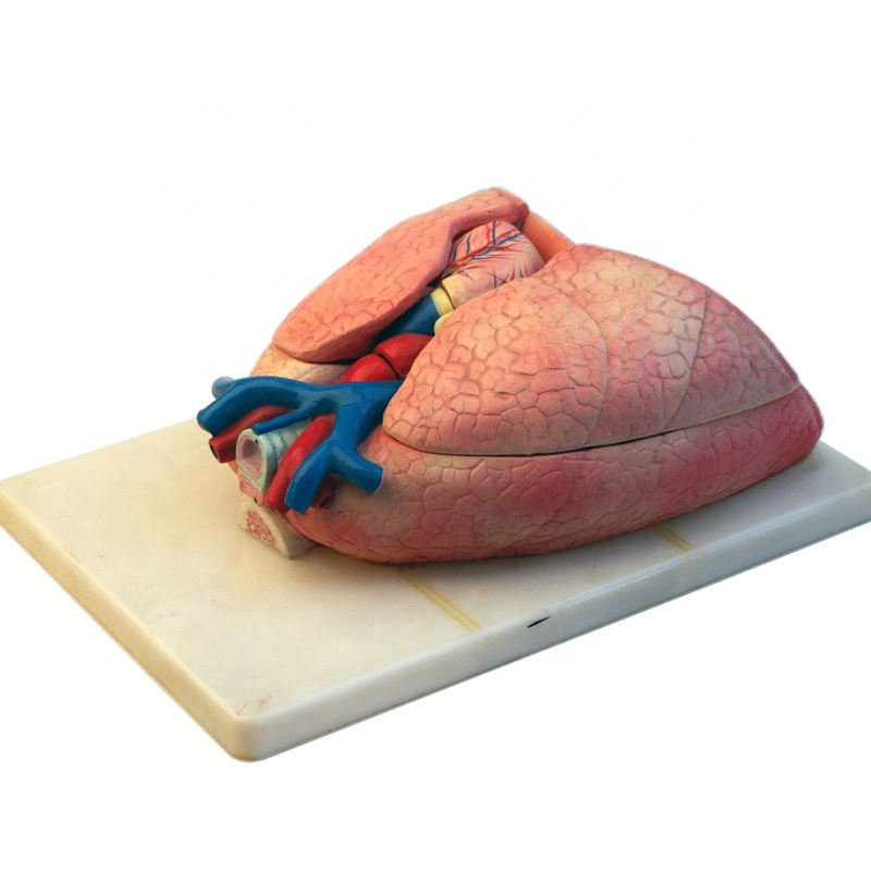 Modelo anatómico de corazón y pulmón de enseñanza de plástico humano.