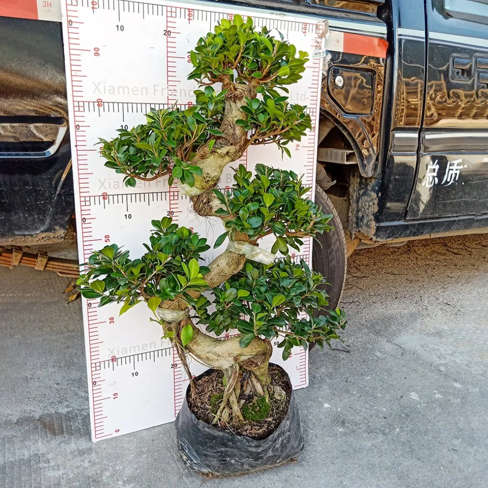 Shaped Ficus Microcarpa &prime; Ginseng&prime; Real Plant Bonsai Home Indoor Outdoor Garden for Garden Landscape Nursery Wholesale/Supplier