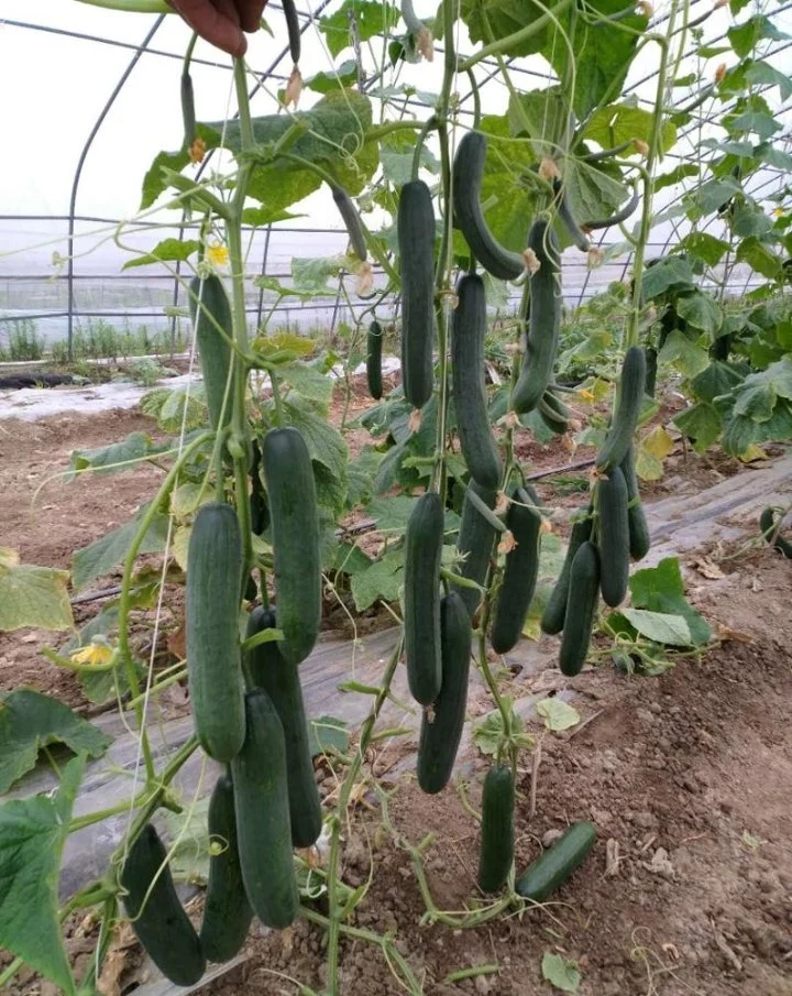 Novas variedades de frutos híbrido de sementes de pepino para Growing-Rich Senhor n˚ 7