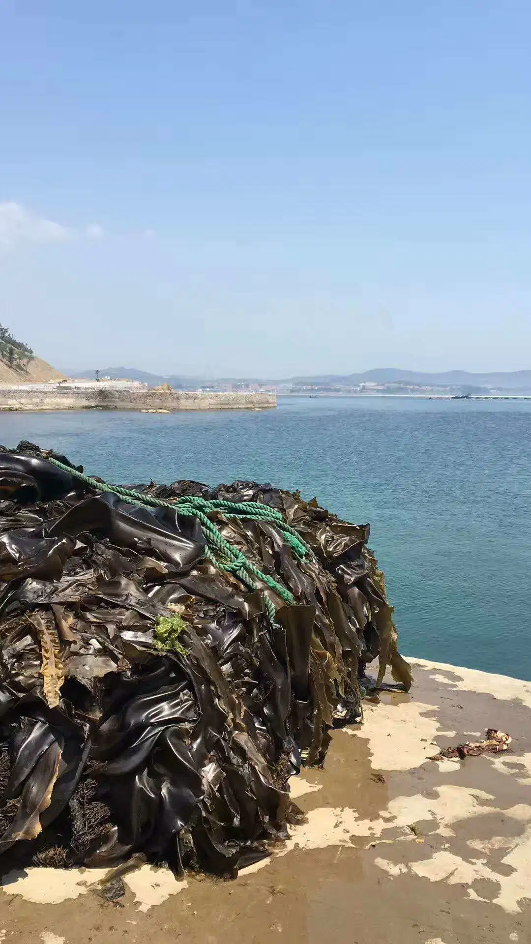 Usine séchées au soleil d'alimentation déchiqueté Laminaria japonica varech séché couper