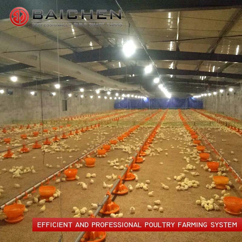 Poultry Farm Floor Raising Breeder Pan Feeding System