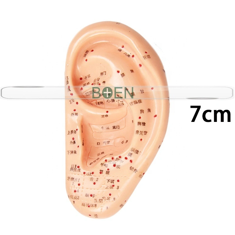 40cm 22cm 17cm 13cm 7cm oreja Auricular acupuntura auricular modelo modelo de solicitud