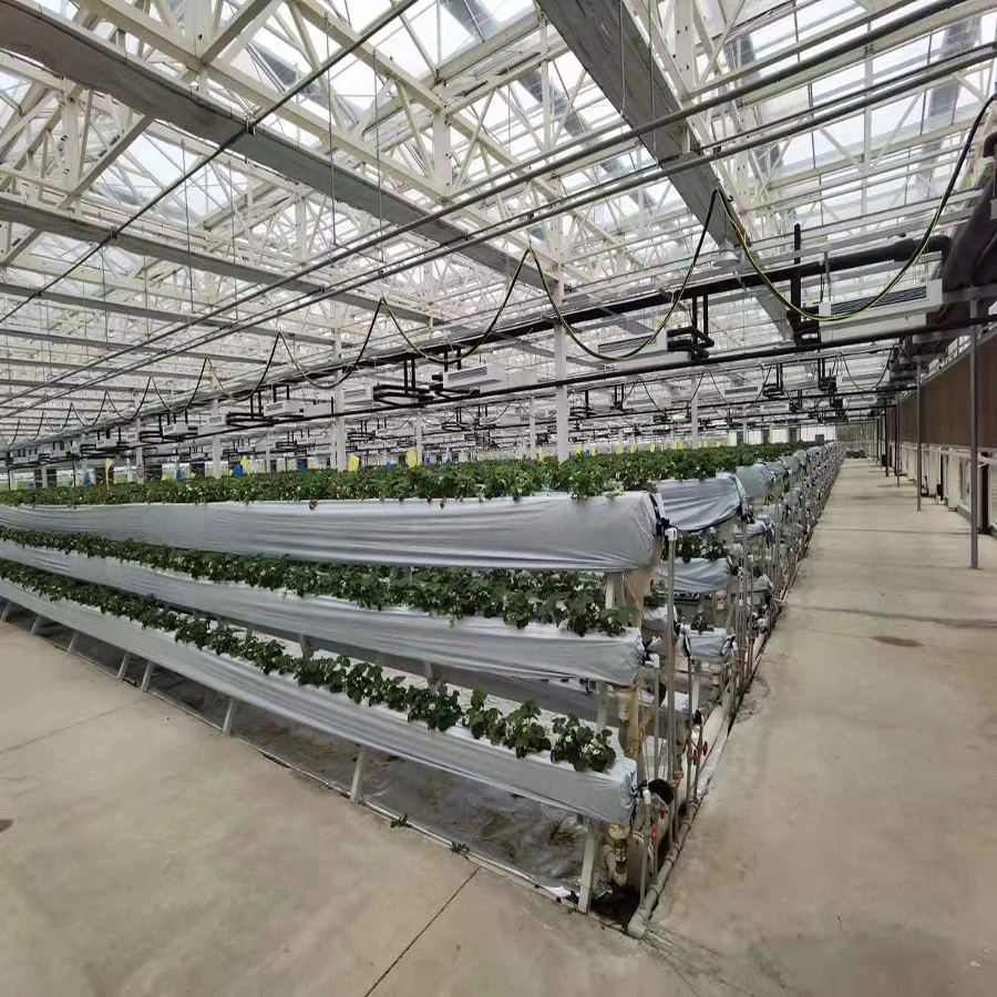 Agricultural Greenhouses Polycarbonate Greenhouse Chinese Greenhouse on Vegetables