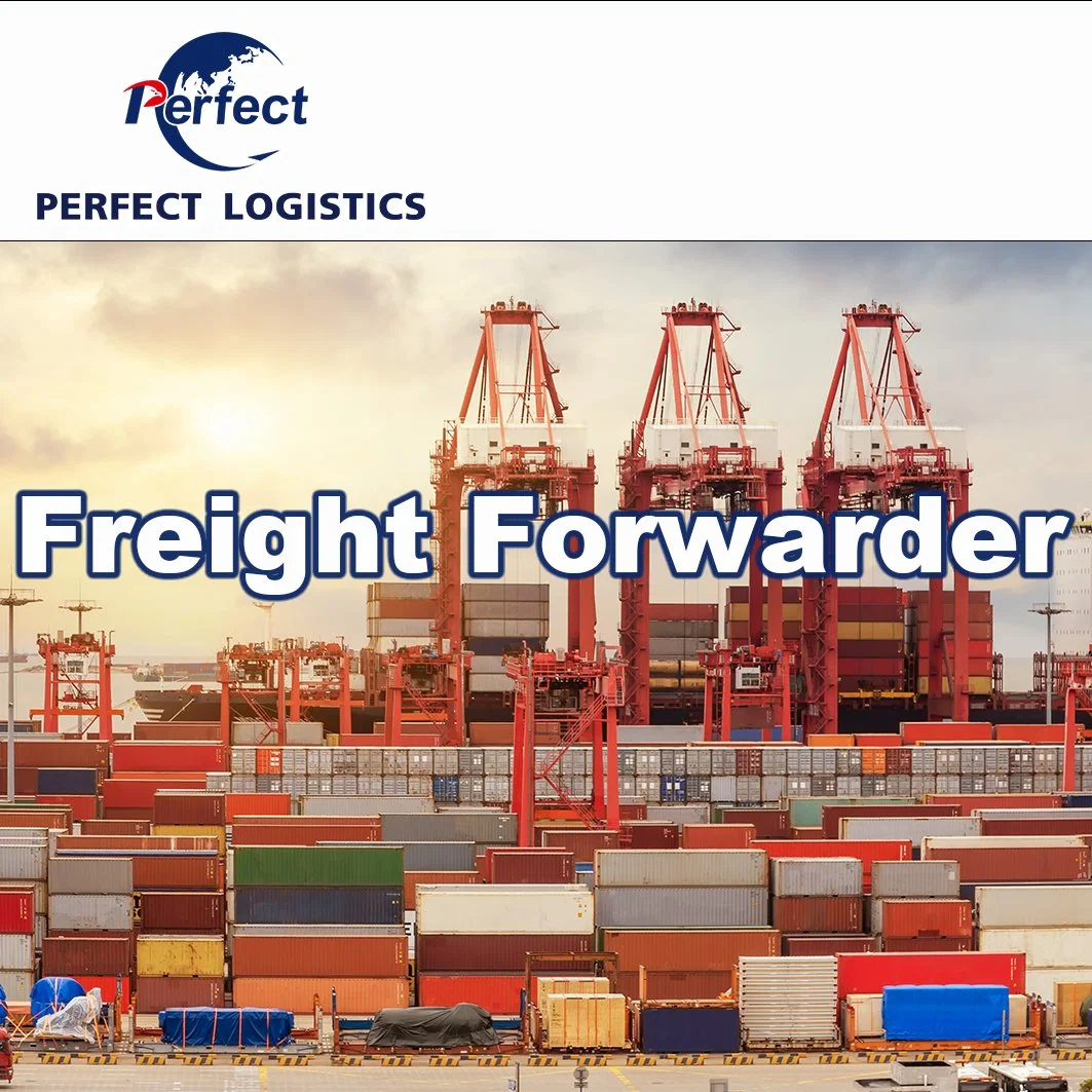 International Sea Freight Shipping Company with Freight Forwarder