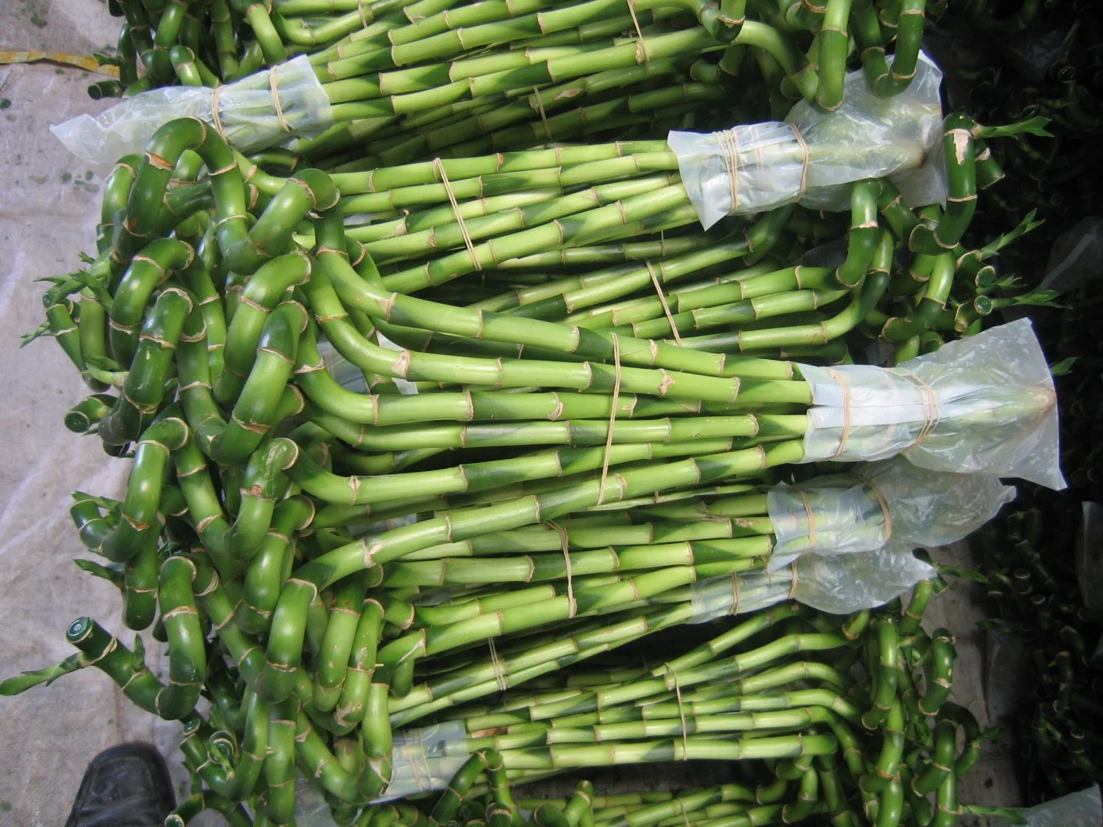 Wholesale Spiral Draceana Lucky Bamboo