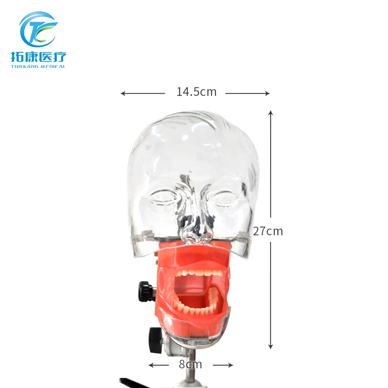 Fantôme de simulateur dentaire enseignement de tête moule d'enseignement Moldel pour dentaire Éducation