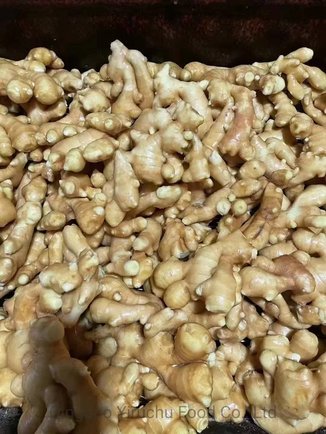 China Dry Ginger Chinesischer Ingwer Luftgetrockneter Ingwer Frischer Ingwer