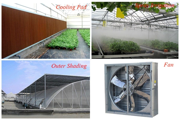 Economical Multi-Span Plastic Film Greenhouse