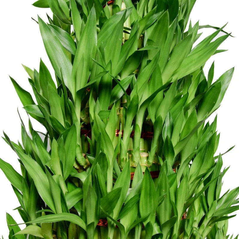 Natural Live HotSale Lucky Bamboo auf Lager