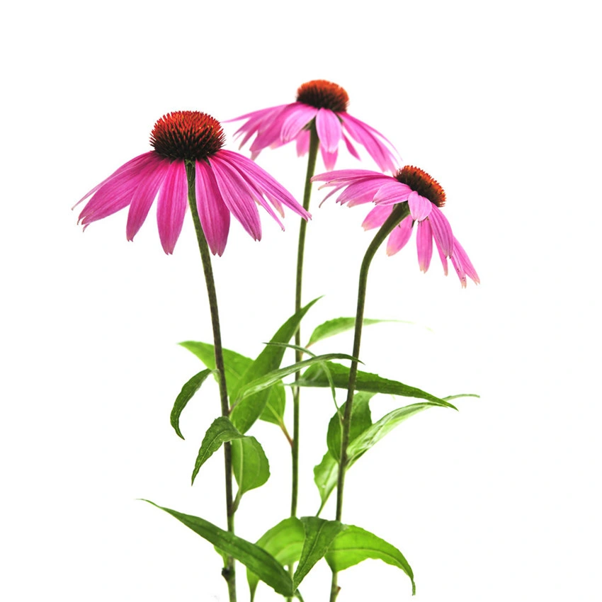 100% puro extrato vegetal natural Echinacea purpurea Ácido Chicoric Extrato Echinacea