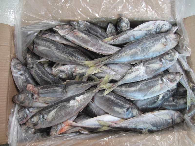 Land Frozen Horse Mackerel 22cm+ Suit for Angola Market