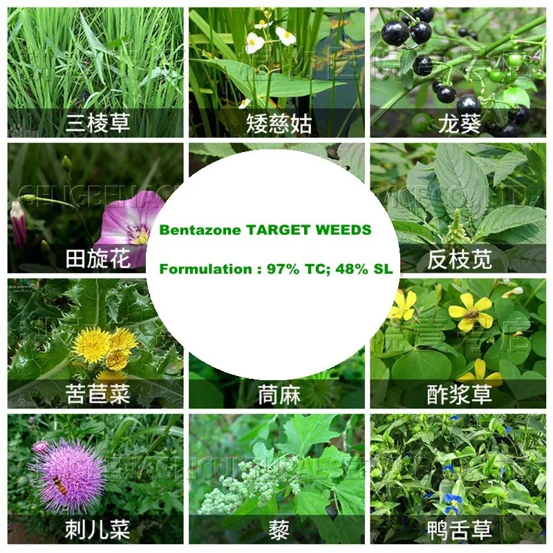 Chine approvisionnement en prix d'usine bentazone d'herbicide 95% TC, 480 g/L SL