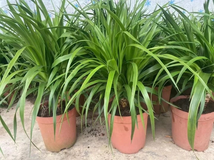 Dracaena Vand. Ex L. Home Decor Real Plant Nursery Wholesale/Supplier