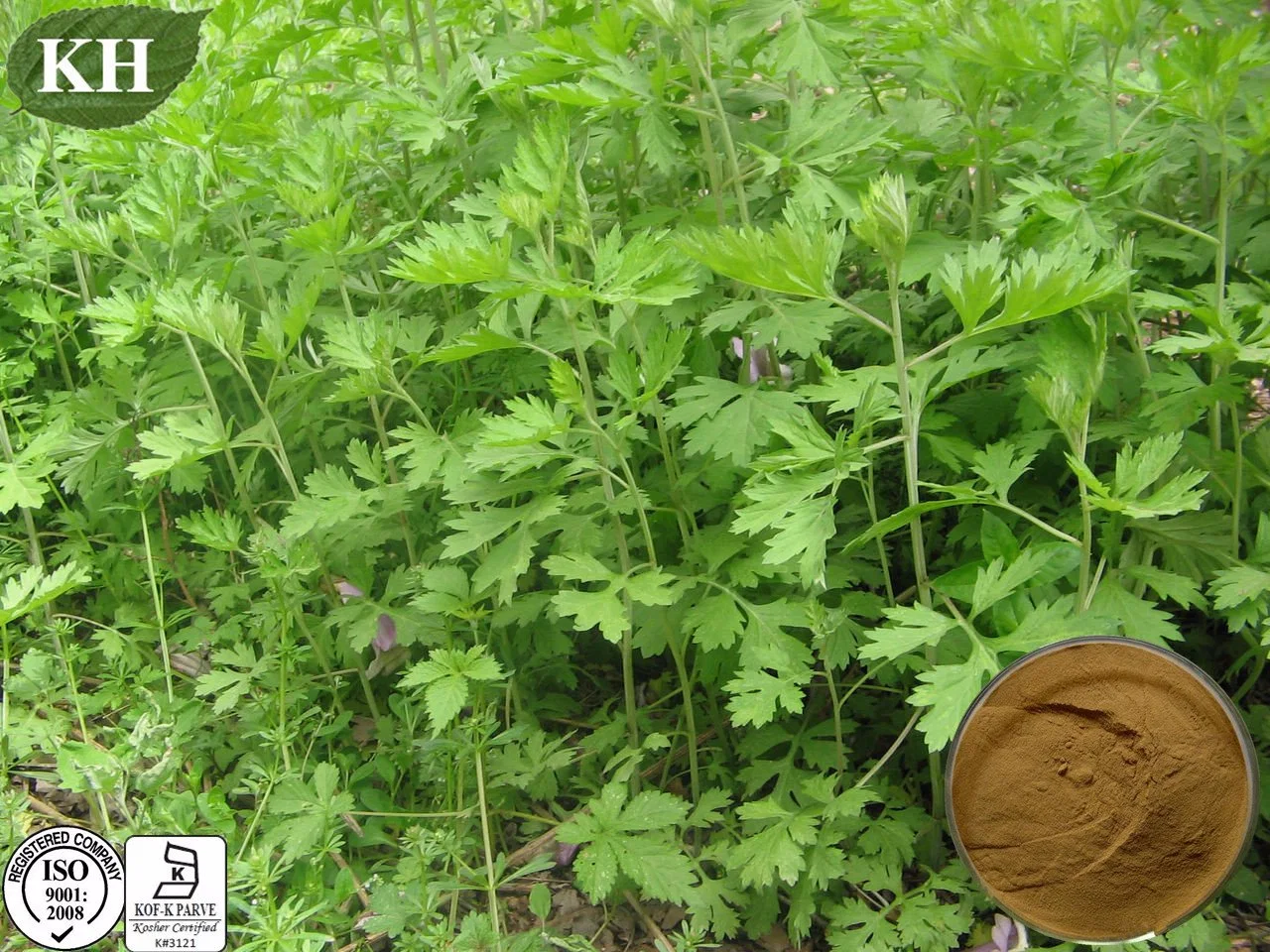 Extrait d'Argyi aux herbes naturelles chinoises