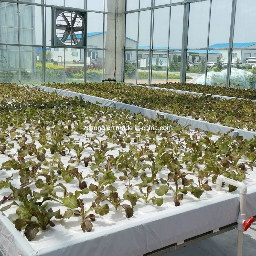 Agua Dwc Hidroponía Flotante Los sistemas de cultivo de fresa, la lechuga en invernadero